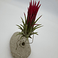 Tillandsia Ionantha Fuego - Thumbnail 2