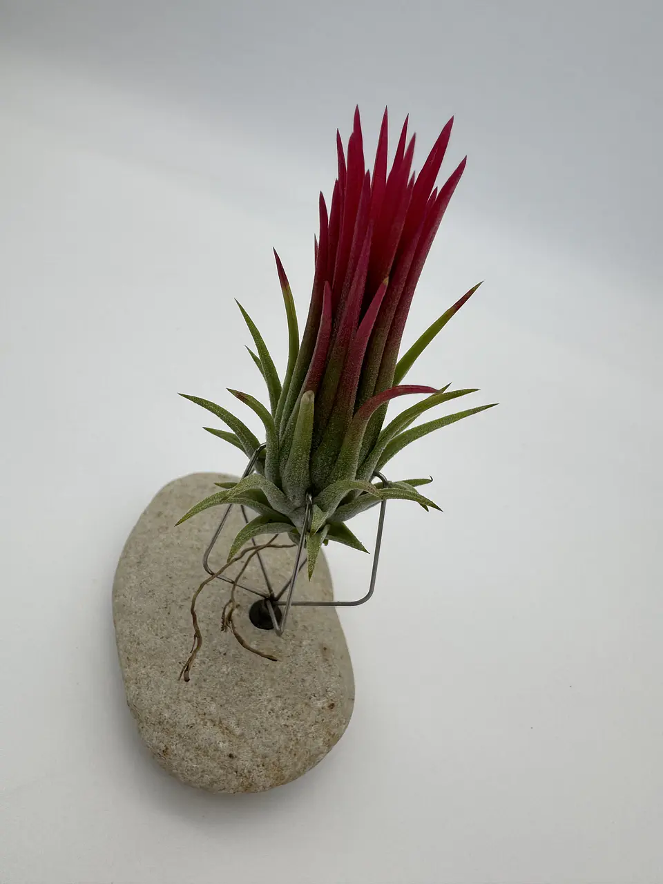 Tillandsia Ionantha Fuego 2