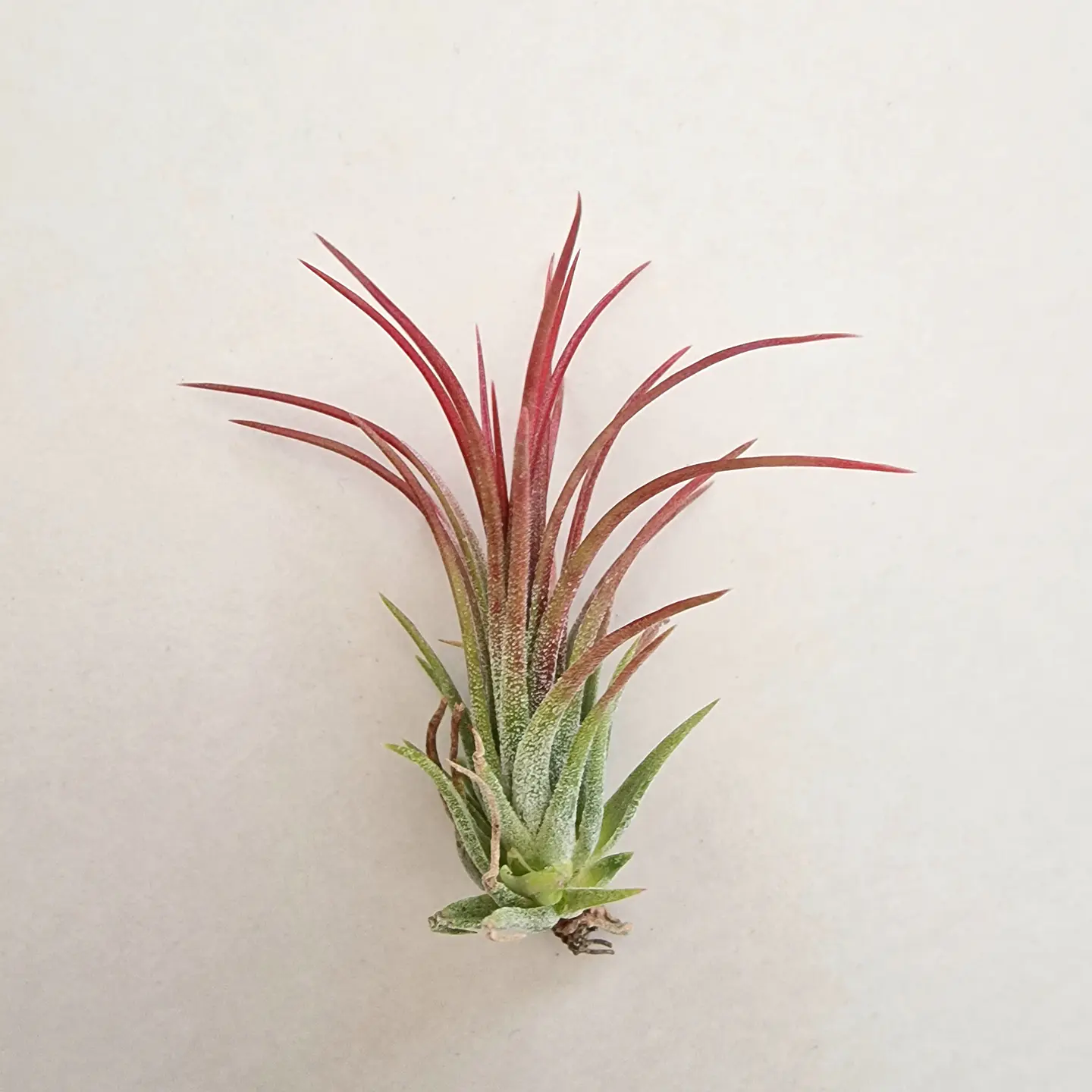 Tillandsia Ionantha Fuego 3