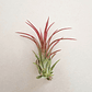 Tillandsia Ionantha Fuego - Thumbnail 3