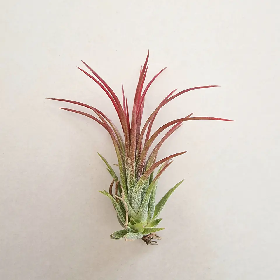 Tillandsia Ionantha Fuego 3