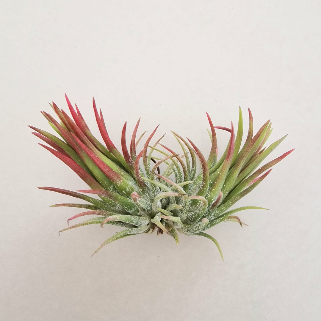 Tillandsia Ionantha Fuego 4