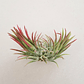 Tillandsia Ionantha Fuego - Thumbnail 4