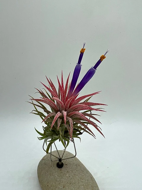 Tillandsia Ionantha Huamelula