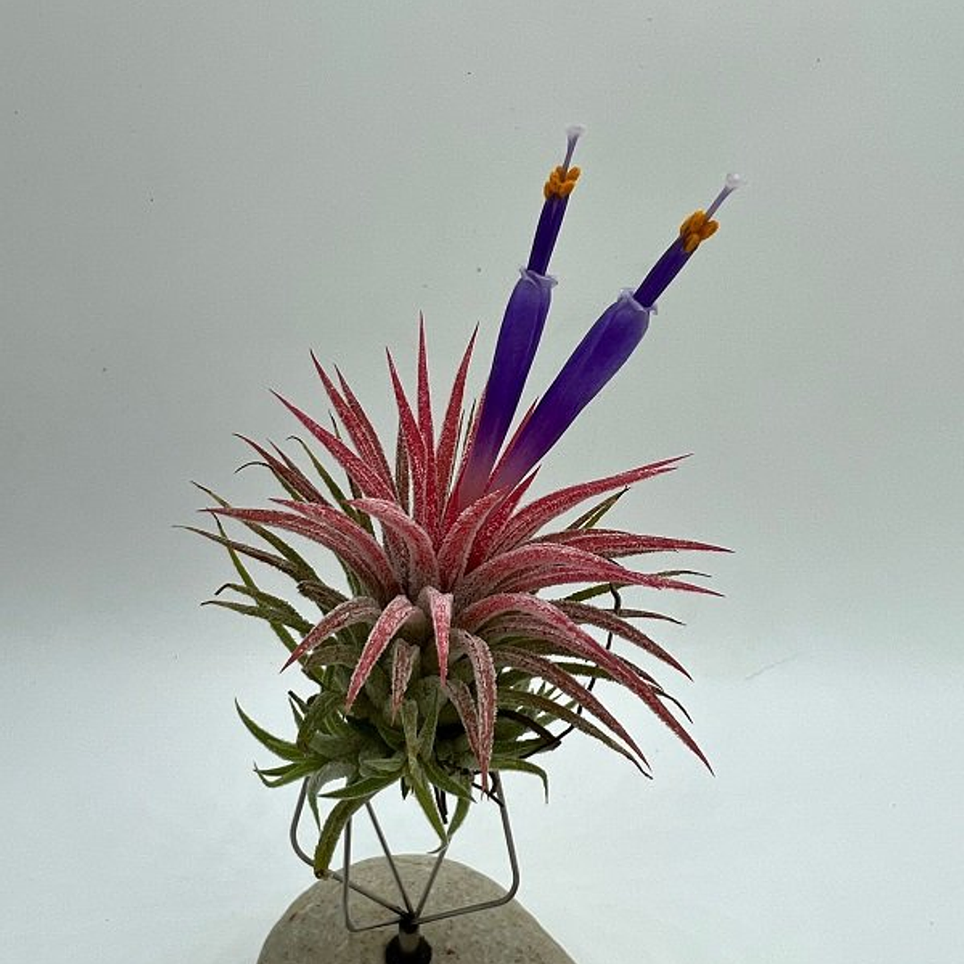 Tillandsia Ionantha Huamelula 1