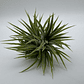 Tillandsia Ionantha Huamelula - thumbnail 2