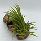 Tillandsia Ionantha Huamelula - thumbnail 3