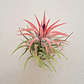 Tillandsia Ionantha Huamelula - thumbnail 4