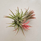 Tillandsia Ionantha Huamelula - thumbnail 5