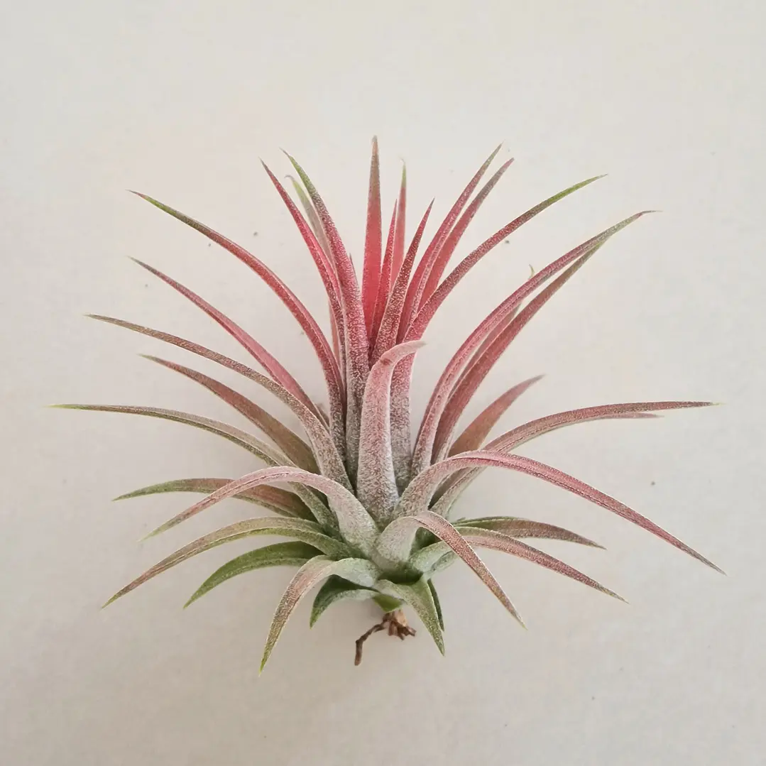 Tillandsia Ionantha Rubra 2