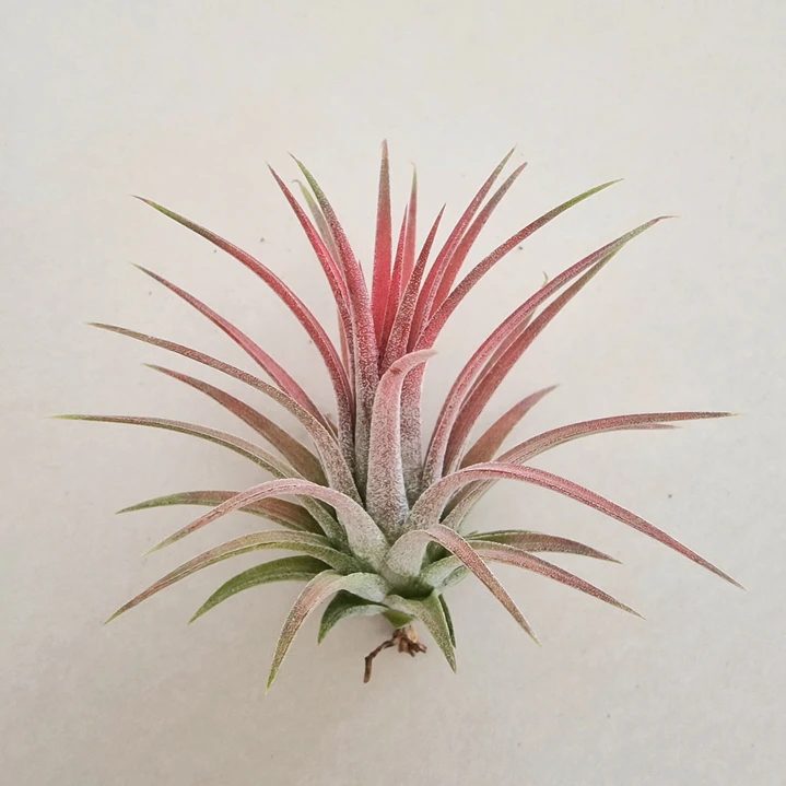 Tillandsia Ionantha Rubra 2
