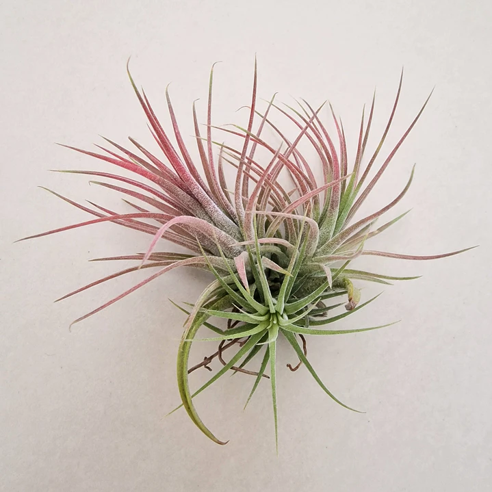 Tillandsia Ionantha Rubra 3