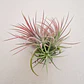 Tillandsia Ionantha Rubra - thumbnail 3