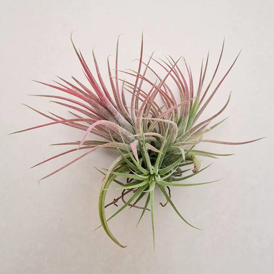 Tillandsia Ionantha Rubra 3