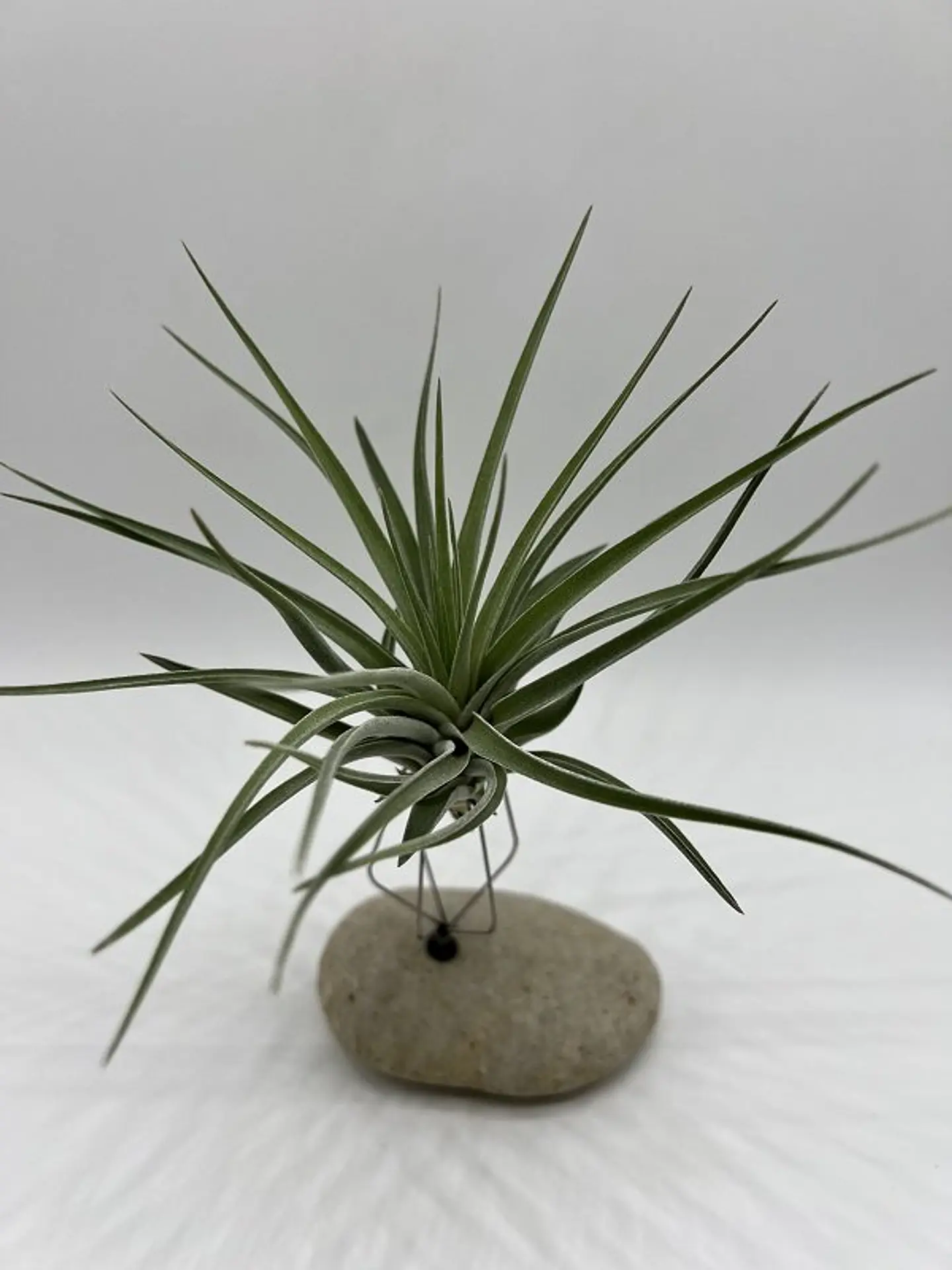 Tillandsia Kammii 2
