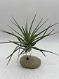 Tillandsia Kammii - Thumbnail 2