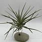 Tillandsia Kammii - thumbnail 2