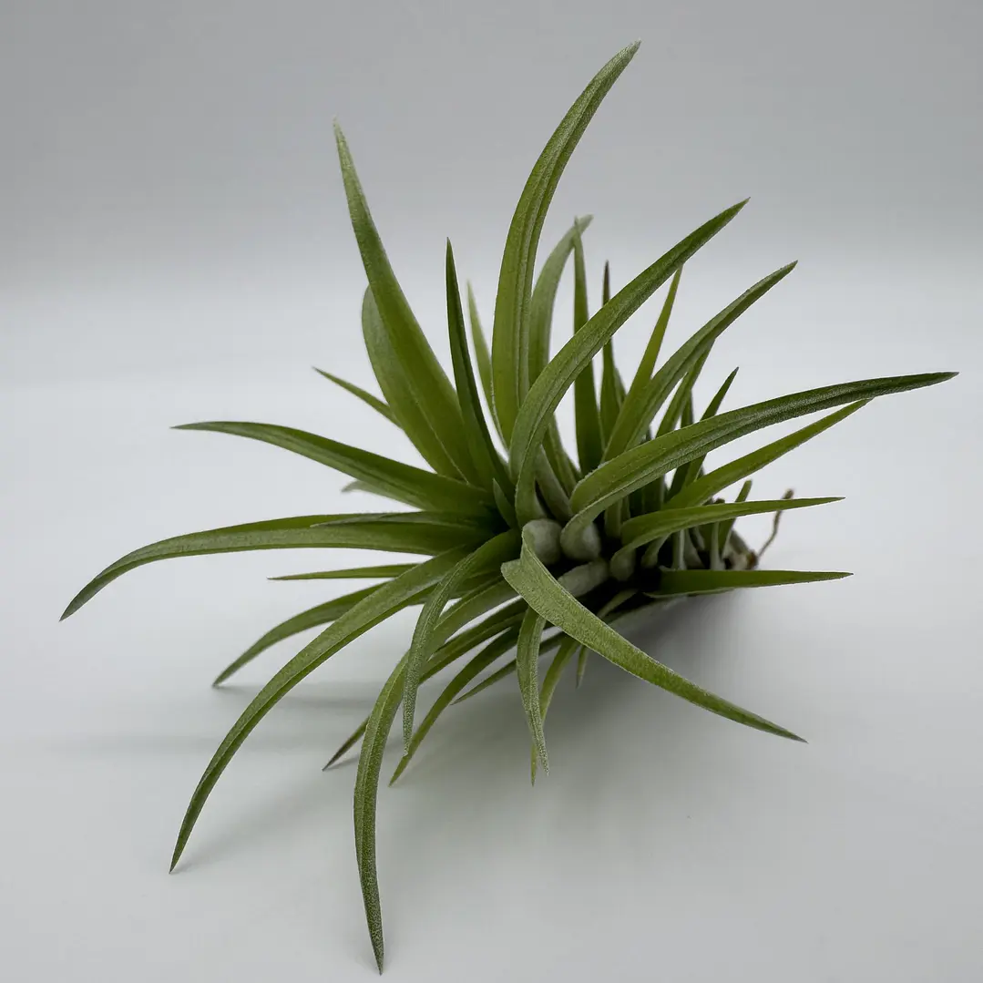 Tillandsia Neglecta 2