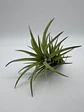 Tillandsia Neglecta - Thumbnail 2