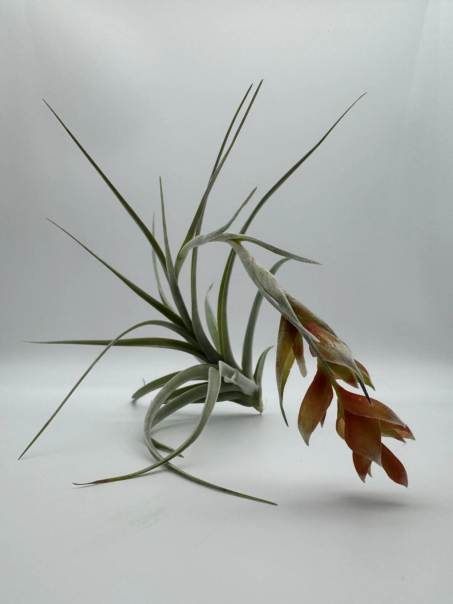 Tillandsia Pohliana 2