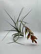Tillandsia Pohliana - thumbnail 2