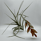 Tillandsia Pohliana - thumbnail 2