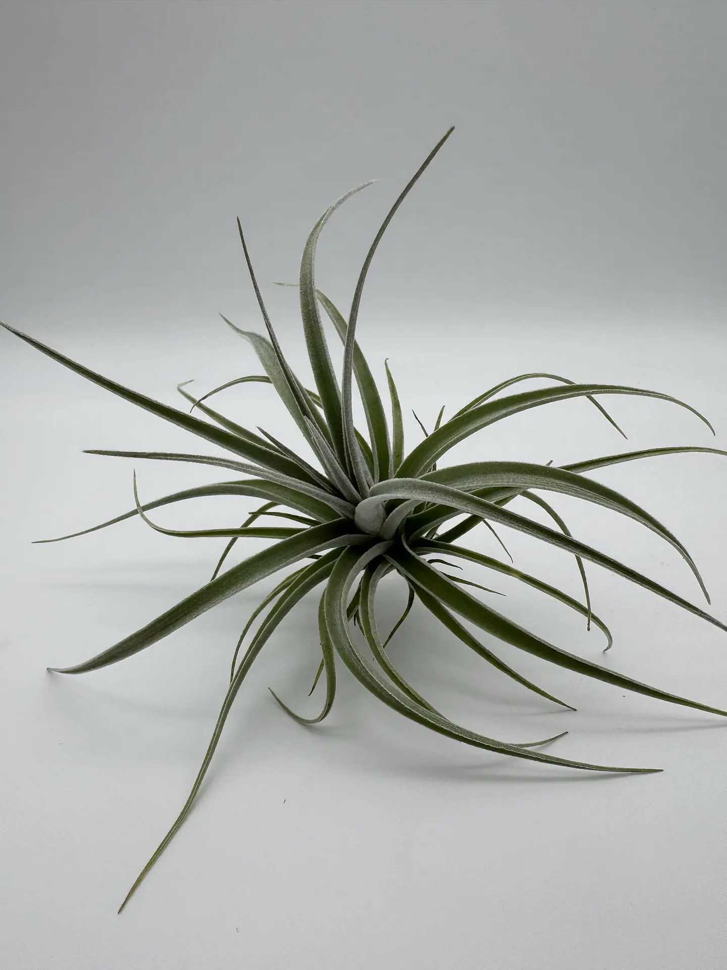 Tillandsia Pohliana 3