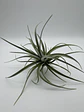 Tillandsia Pohliana - thumbnail 3