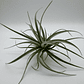 Tillandsia Pohliana - thumbnail 3