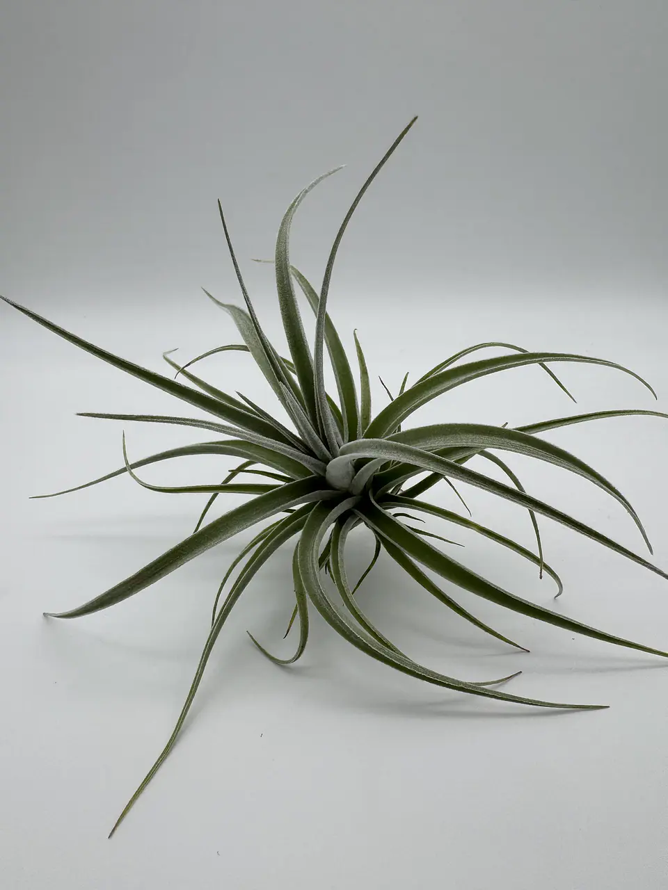 Tillandsia Pohliana 3