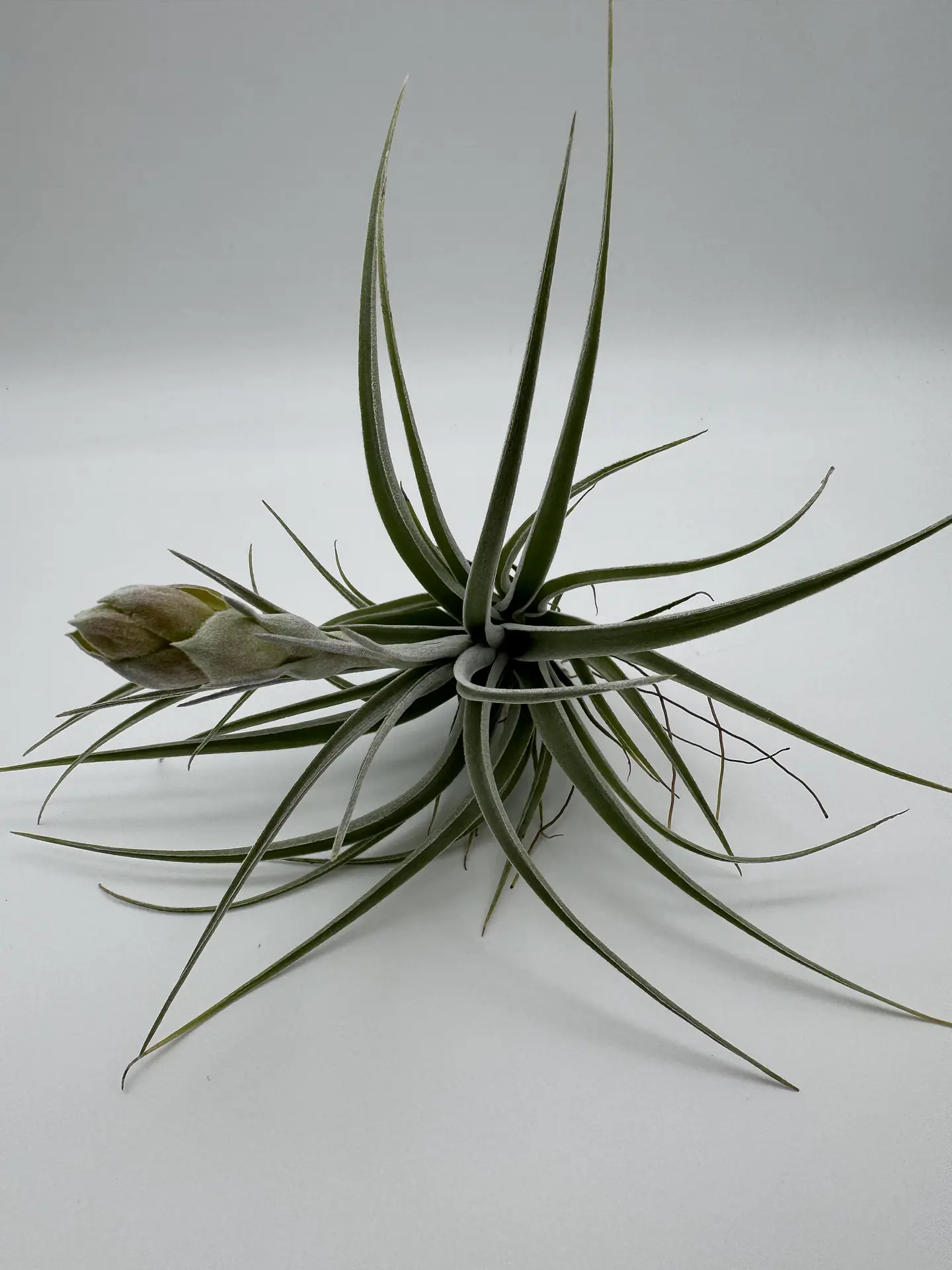 Tillandsia Pohliana 4