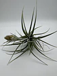 Tillandsia Pohliana - thumbnail 4