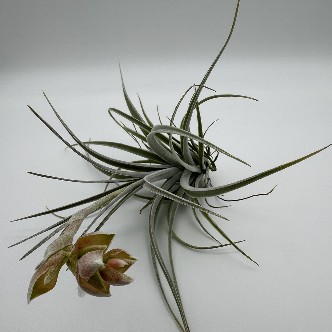 Tillandsia Pohliana 5
