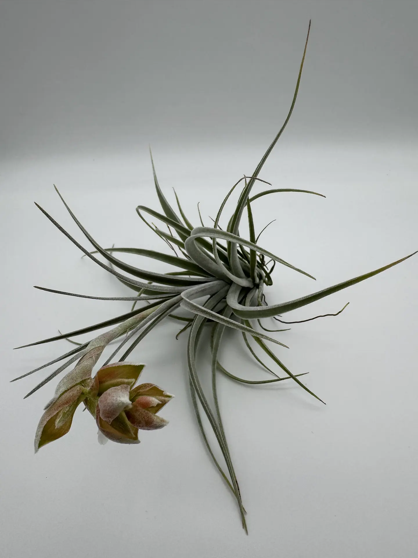 Tillandsia Pohliana 5