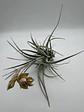 Tillandsia Pohliana - thumbnail 5