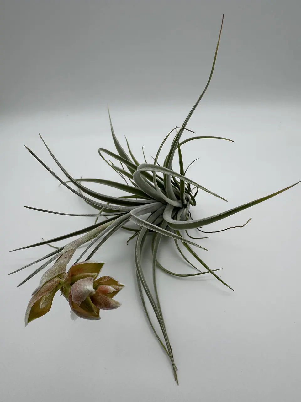 Tillandsia Pohliana 5