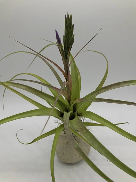 Tillandsia Polystachia