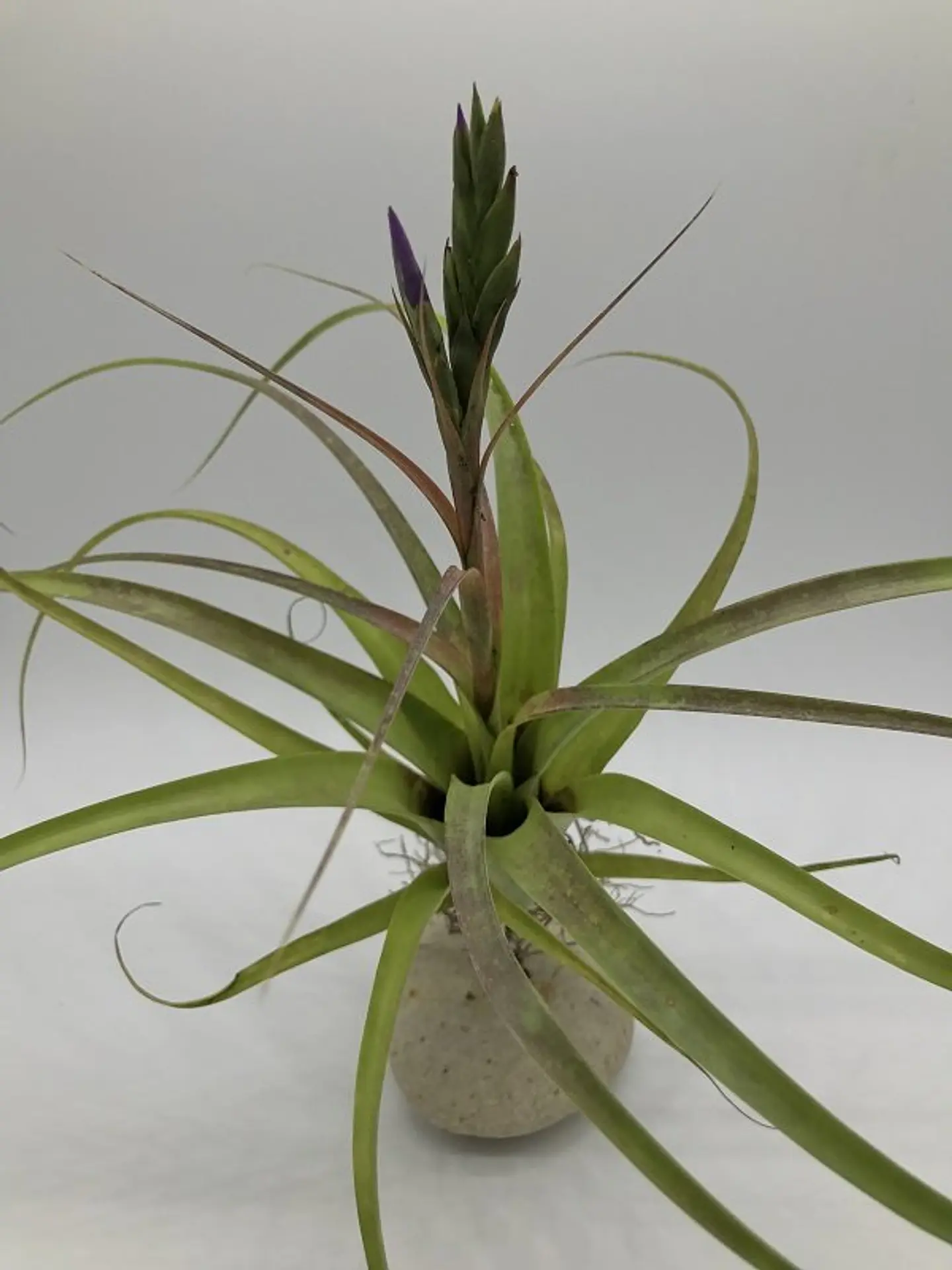 Tillandsia Polystachia 1