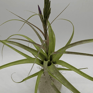 Tillandsia Polystachia