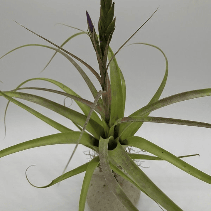 Tillandsia Polystachia 1