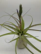 Tillandsia Polystachia - Thumbnail 1