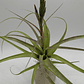 Tillandsia Polystachia - thumbnail 1