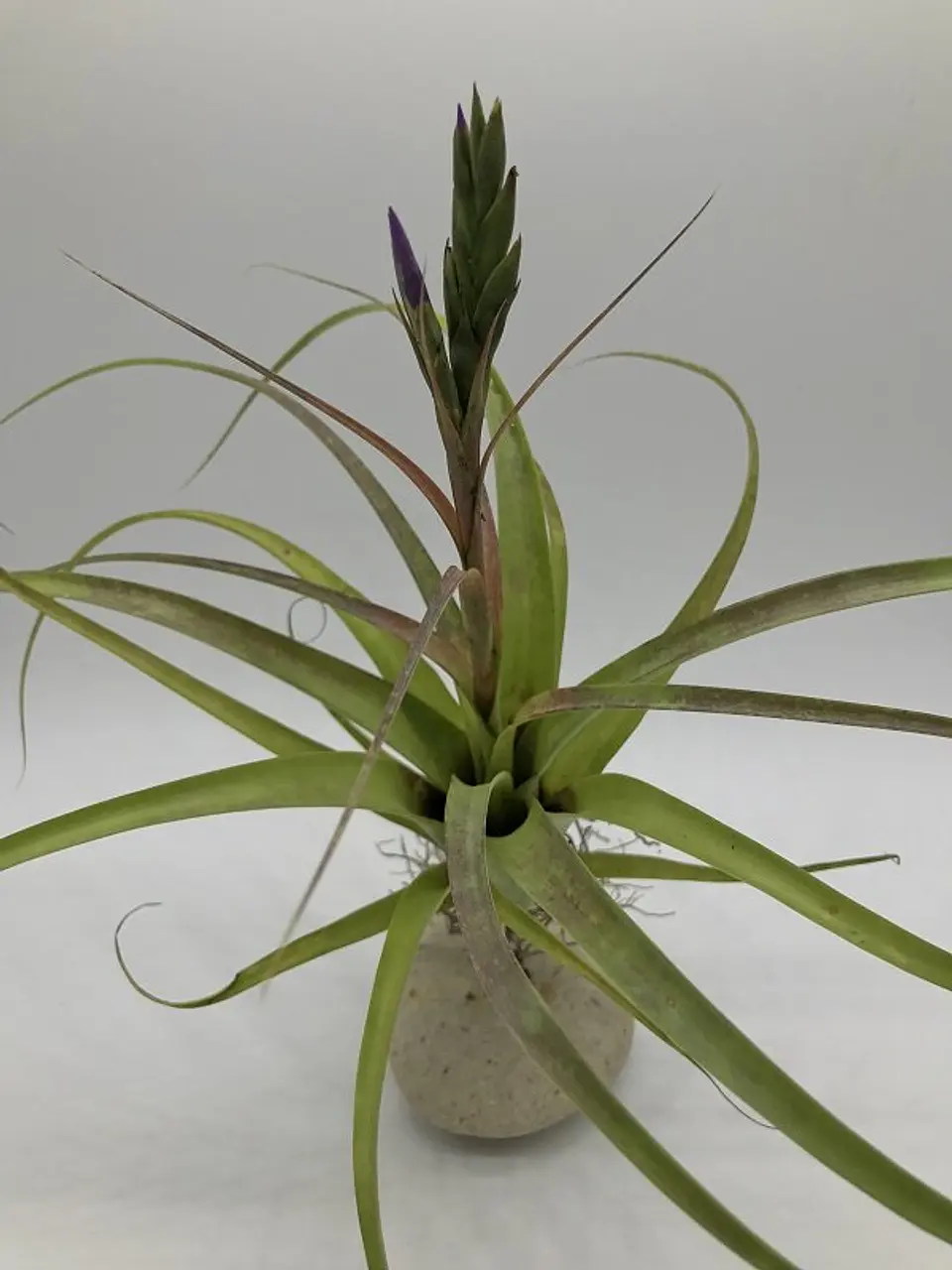 Tillandsia Polystachia 1