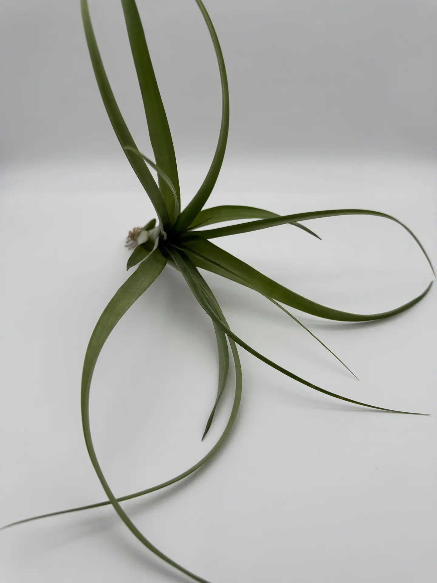 Tillandsia Polystachia 2