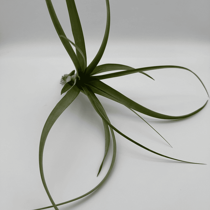 Tillandsia Polystachia 2