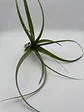 Tillandsia Polystachia - Thumbnail 2