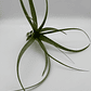 Tillandsia Polystachia - thumbnail 2