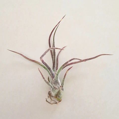 Tillandsia Pruinosa