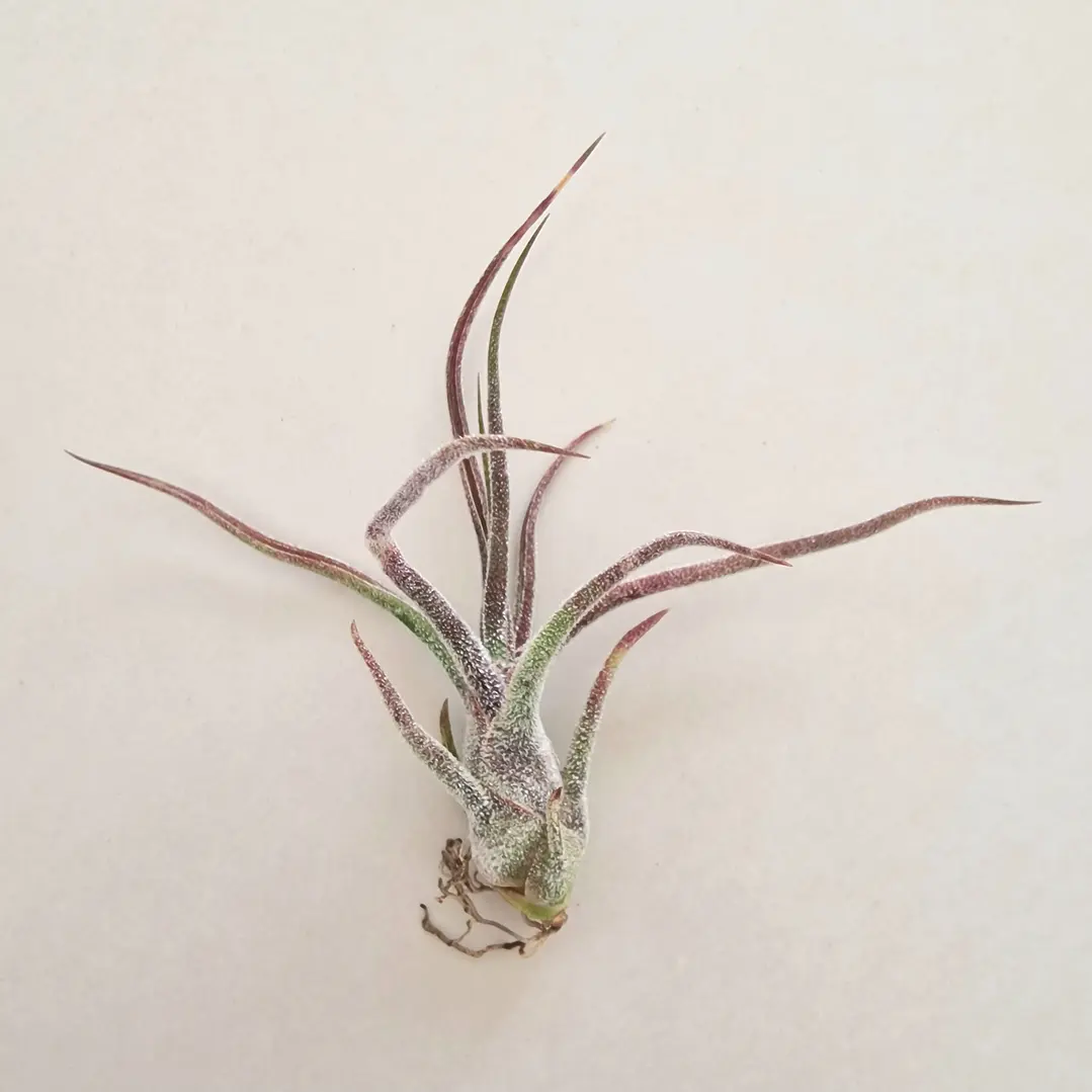 Tillandsia Pruinosa 1