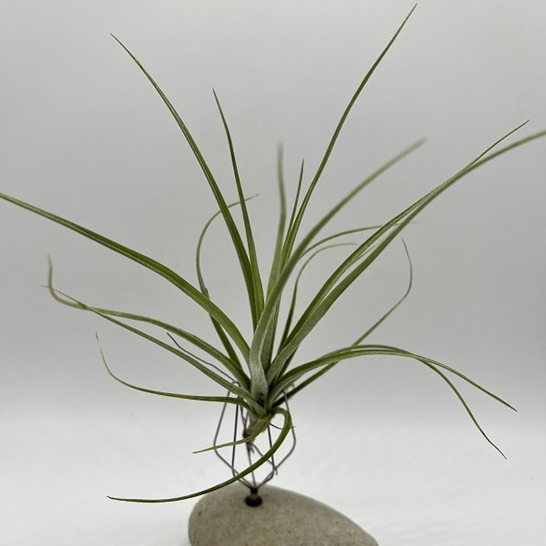 Tillandsia Rectifolia 1